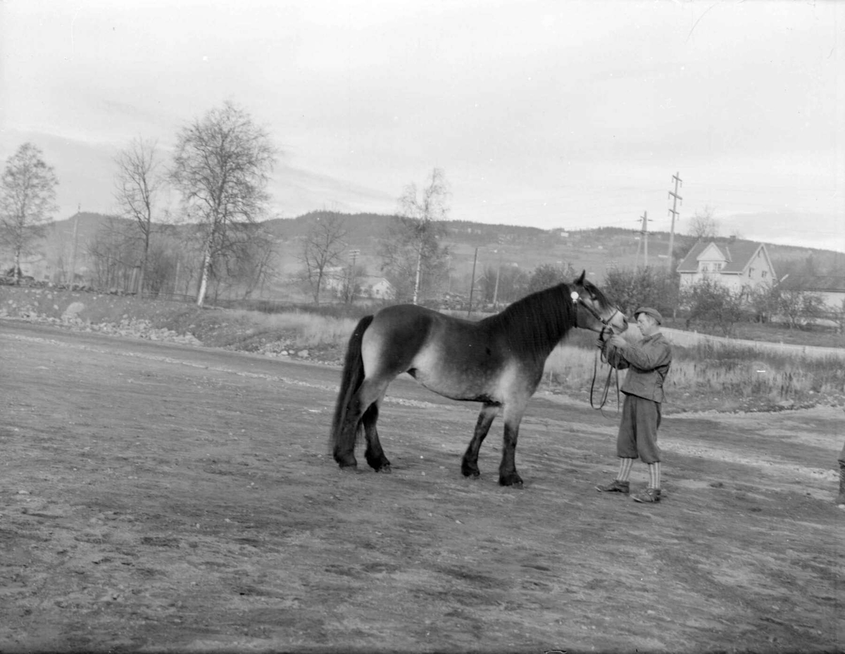 Hest. Hoppeutstilling 1958 på Stampesletta.