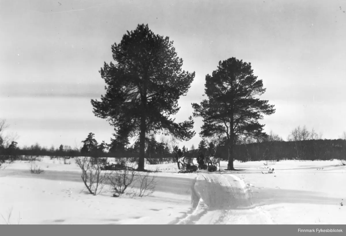 Bildet er trolig tatt under en embedsreise tidlig i fylkesmann Hans Gabrielsens karriere i Finnmark. Bildet viser to kjørereiner med pulk på vidda, parkert under trærne. Bak fotografet er det notert: "Fra Karasjok, Portfuruene, april 1929". Muligens er det Hans Gabrielsen selv som har notert dette.