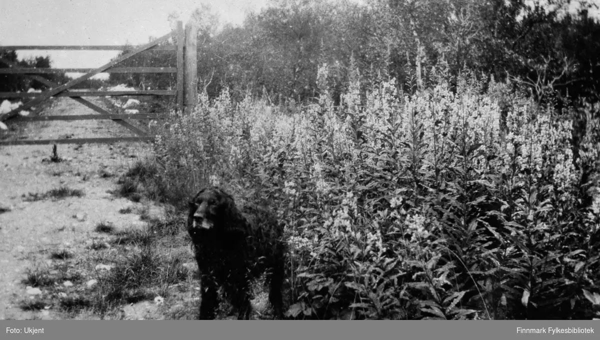 Bildet viser gårdsveien til gården Strømsnes i Jarfjord. Hunden i bildet er muligens Bertelsen familiens hund 'Tussemann'. Hunden står foran en port og blomster. På begge sider av veien kan man se skog.