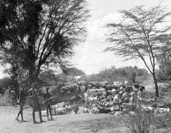 Masaier med krøtter i Endangasire, Kenya.