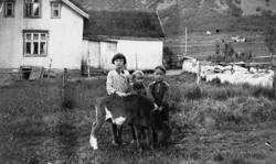 Barn og liten kalv i Veimannsbotn, Kaldfarnes, Torsken. 1933