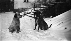 Fotoarkivet etter Gunnar Knudsen. To hunder på Borgestad går