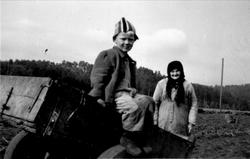 Potetopptaking på Høye