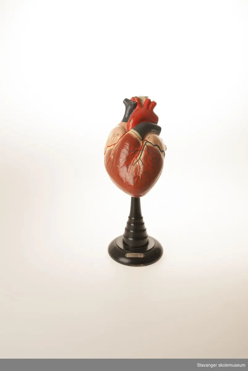 En modell av et hjerte til helseundervisning. Deler kan tas av.