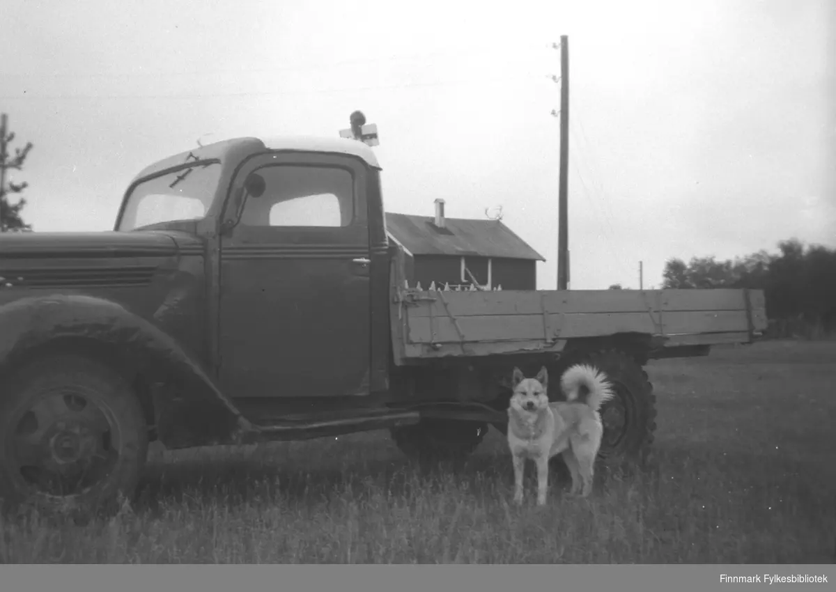 Storm Mikkolas Ford lastebil (Ford V8 årsmodell 1938-39) parkert i ei eng på gården Mikkelsnes i Neiden. En hund står ved bakhjulet.