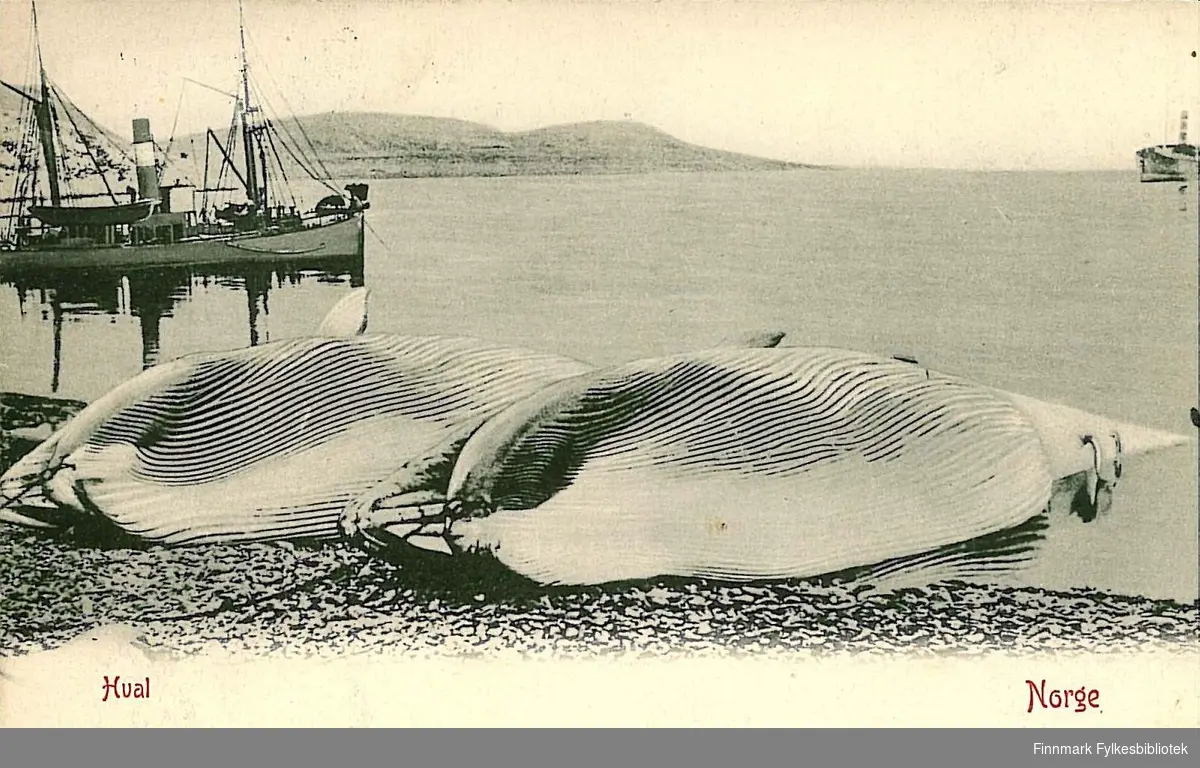 Postkort med motiv av to hvaler som ligger på siden i fjæra med to båter ut på fjorden. Kortet er en julehilsen til Arthur Buck på Hasvik og er sendt fra Tromsø i desember 1909.