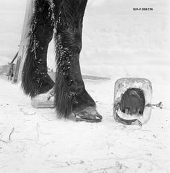 Forbeina til en dølahest som hadde truge på den ene foten og