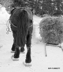 Dølahest med truger, fotografert bakfra.  Hesten har såkalte