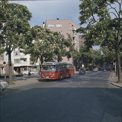 Når syrinene blomstre (fotografens tittel)