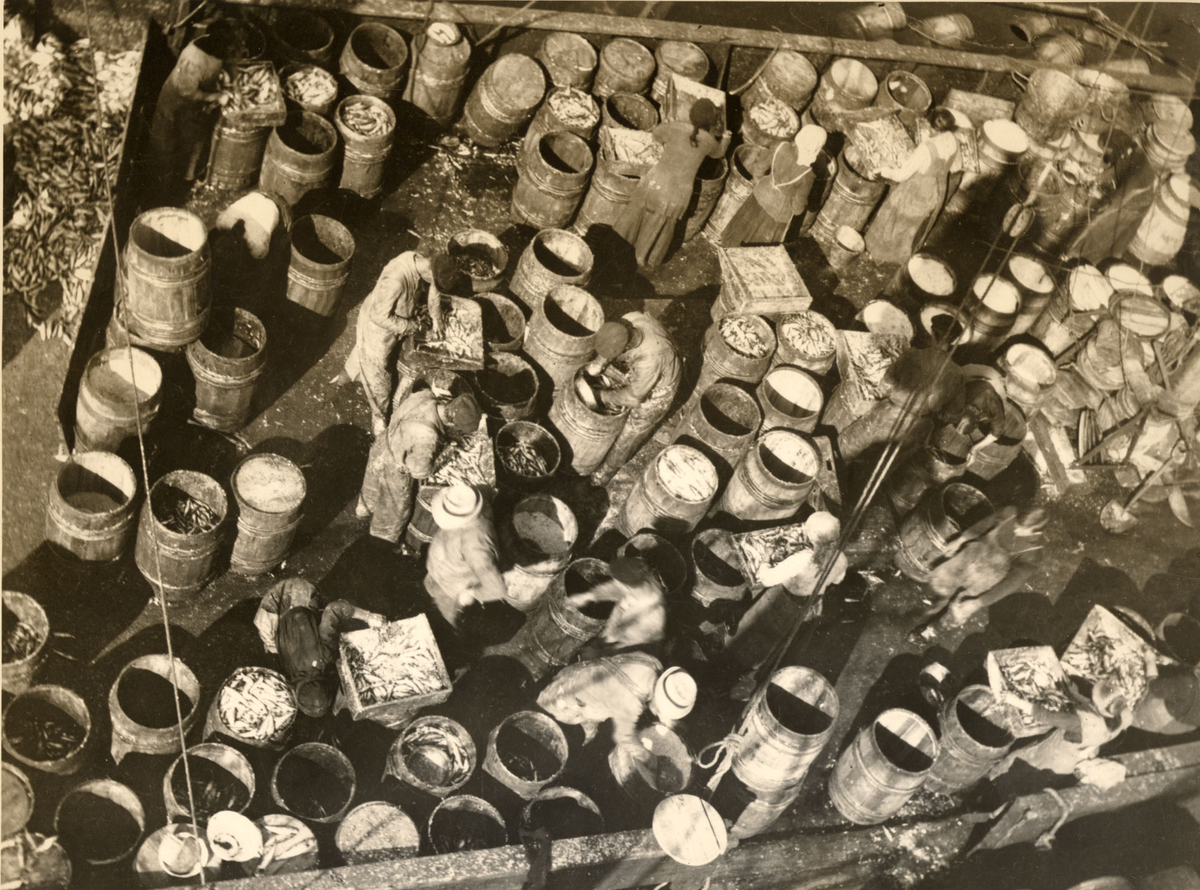 Foto tatt ovenfra. Bildet viser menn og kvinner i arbeid med salting av sild i tønner. Fetsildfiske på Nordland i 1890-årene?