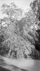 Hageanlegg. Holden hovedgård.