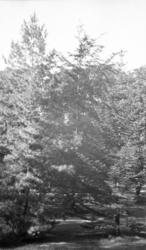 Hagebilde, trær. Holden hovedgård.