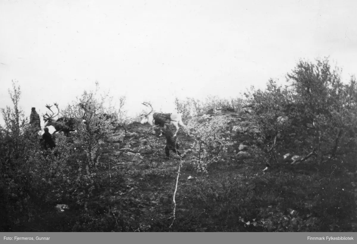 Tre personer og tre reinsdyr fotografert i en skråning med litt trær og busker. Sted og personer er ukjent.