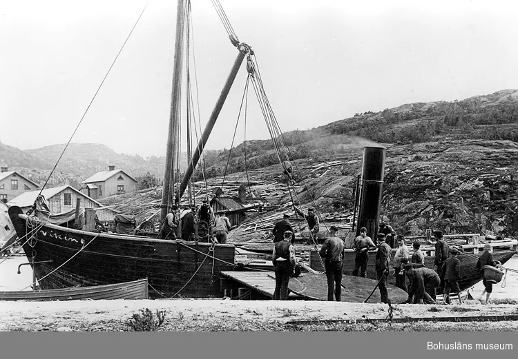 Lastning av ångaren Viking 1894.