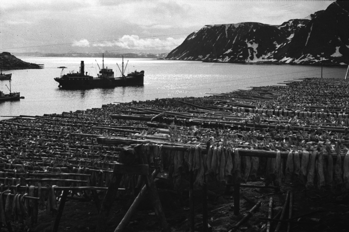 Bildet viser fiskehjeller i forgrunnen,  full av tørrfisk. Bildet er tatt ved strandlinja i Honningsvåg. Flere fiskebåter ligger fortøyd ute på havna.

Arkitekten Ola Hanche-Olsen arbeidet ved Brente Steders Reguleringskontor i 1946. Hovedadministrasjon for gjenreisning av Nord-Troms og Finnmark ble lagt til Harstad og fikk navnet Finnmark kontoret. Landsdelen Nord-Troms og Finnmark blev oppdelt i syv distrikt med hver sin administrasjon. Honningsvåg, distrikt IV, skulle betjene Nordkapp, Lebesby, Porsanger og Karasjok kommune.
 
Ola Hanche-Olsen som har tatt bildene er født 13. mars 1920 i Borre, død 11. februar 1998 i Gjettum. Han var arkitekt og barnebokforfatter. Han hadde artium fra 1939, arkitekteksamen fra NTH 1946 og arbeidet deretter ved Finnmarkskontoret 1946–48 før han etablerte egen arkitektpraksis. Han debuterte som barnebokforfatter i 1974 med lettlestboka Knut og sjørøverne, og skrev i alt 12 bøker. Han var XU-agent 1944-45, og var også en aktiv fjellklatrer og friluftsmann.

Han var gift med Solveig Hanche-Olsen (f. Falkenberg); de fikk 3 barn, blant dem matematikeren Harald Hanche-Olsen.