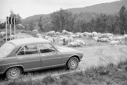 Bil og sauer på Aunfjellet.