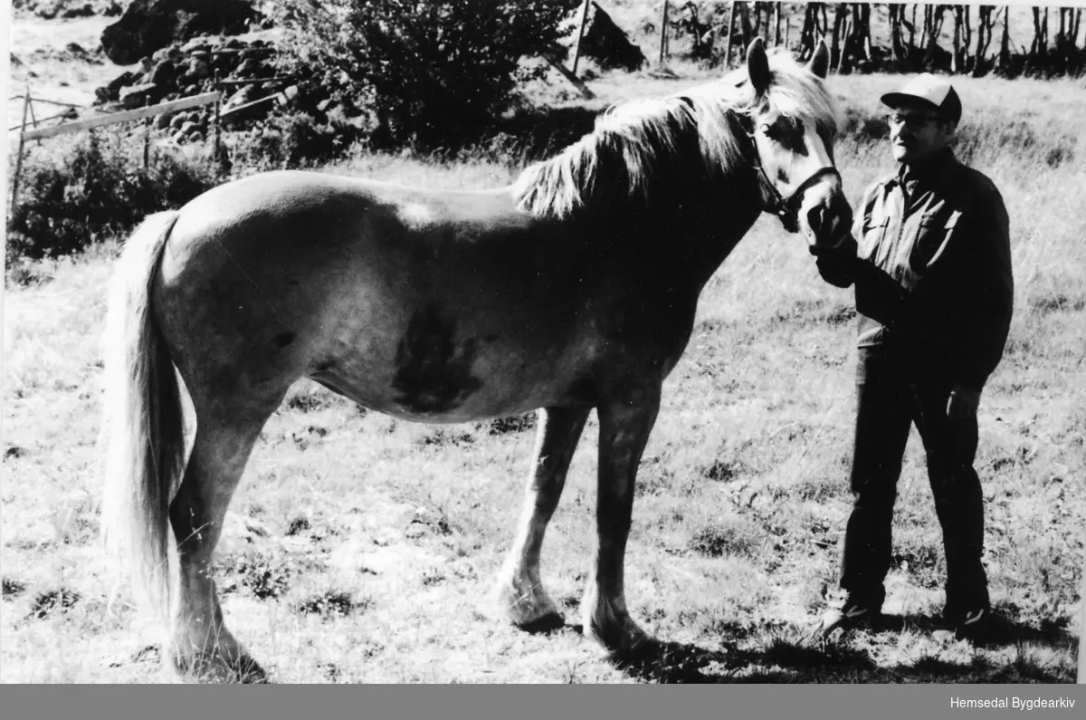 Jakob Venåsen (1914-2004)  - ein av dei største hestekarane bygda Hemsedal har fostra