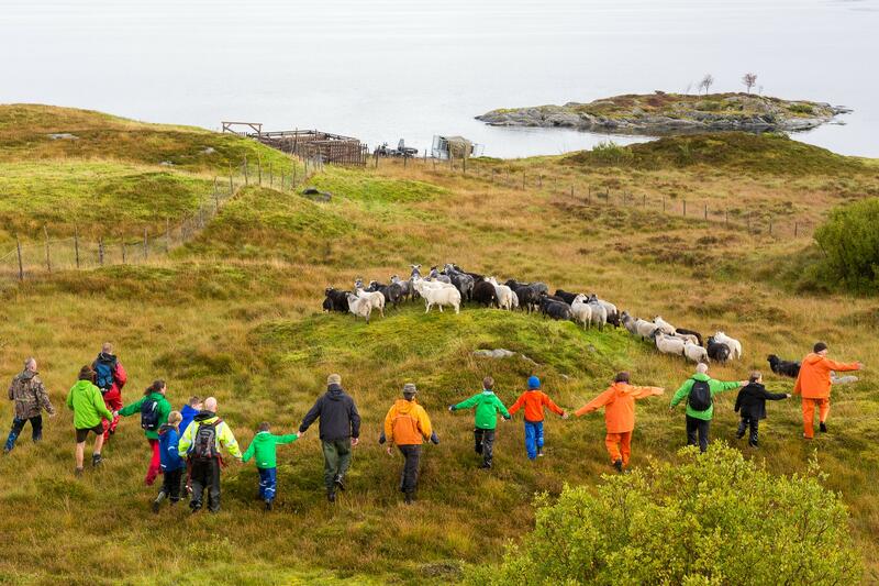 sauesanking: folk går på rekkje og held hender, saueflokk lengre bak