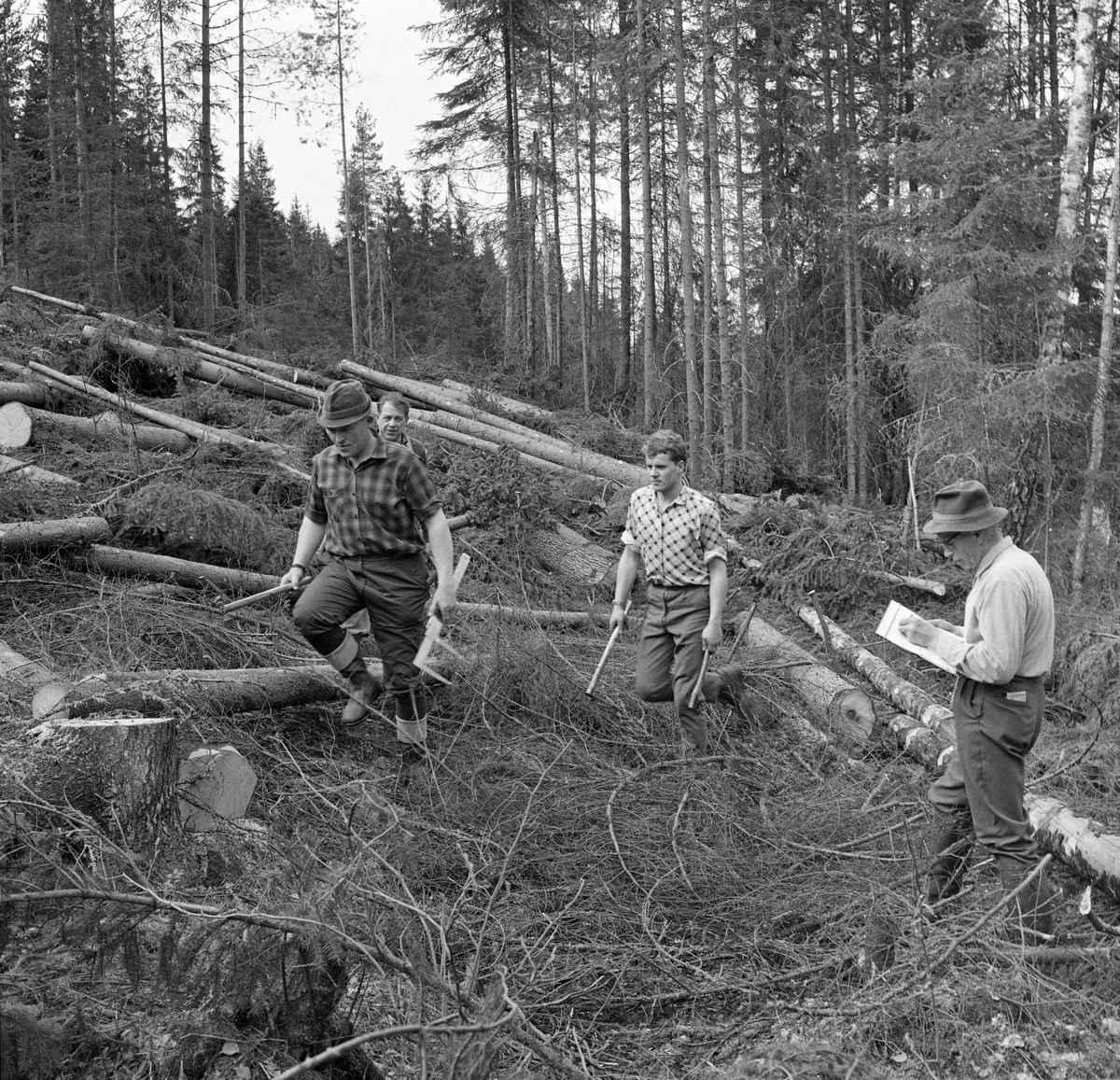 Tømmermerking ved stubben hos Erling Bjerknes. Darbu, Vestfossen, Øvre Eiker, Buskerud. Tømmermerkerne er Borgar Stenseth og Jens Sveaas.