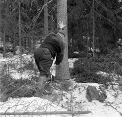 Skogsarbeider Helge Brenden fra Hernes i Elverum skyver over
