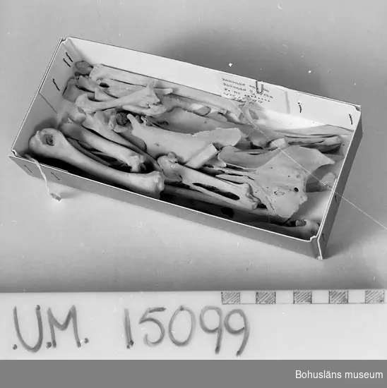 Obrända fågelben av hönsfågel (Gallus gallus), kön okänt. Tidigare bedömning var eventuell tupp(?), men eftersom varken kranium eller ben med sporre återfanns i materialet, är det högst osäkert om det är en hane. Benen bedömda av osteolog Astrid Lennblad, Bohusläns museum/IL 2020-07-01

Benen påträffades under en sten innanför kyrkdörren av Bokenäs g:a kyrka. Benen låg i fin sand.