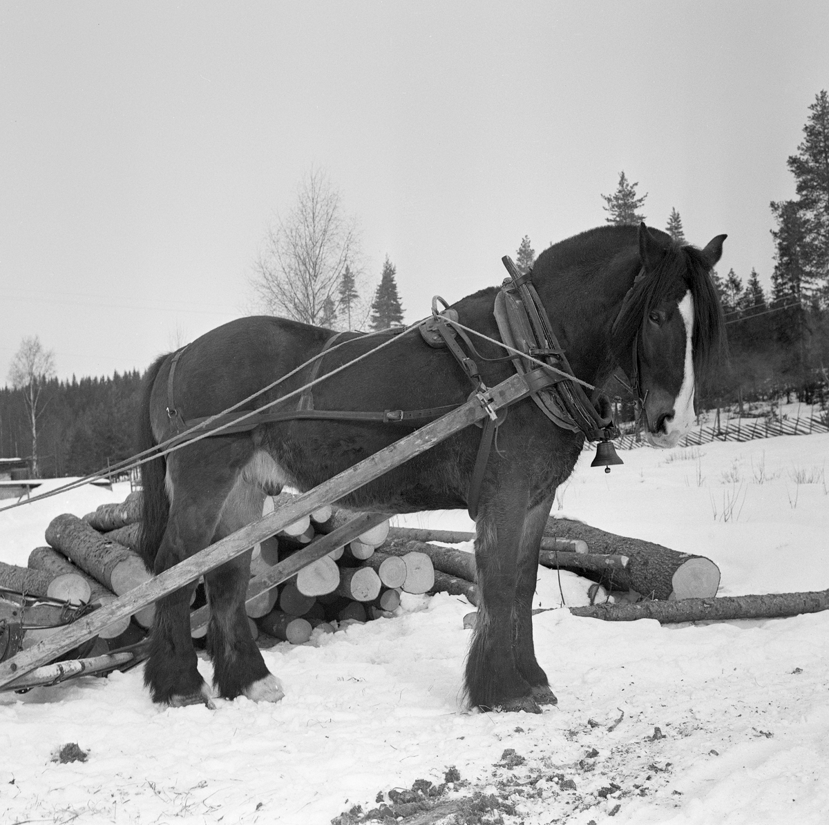 Jørgen Larsens arbeidshest «Blessen», fotografert på en velteplass i Stavåsen i Elverum i Hedmark. Larsen var tømmerkjører og bodde i Hernes. Fotografiet ble tatt vinteren 1971. Hesten hadde arbeidssele og var forspent en tømmerrustning («bukk og geit») som ikke er med på dette bildet. Det var seletøyet som gjorde det mulig å trekke, bremse og rygge med hesten.  Dette er en bogtresele med ei stoppet ringpute, som var tredd over hodet på hesten slik at den lå an mot nakken og bringen på trekkdyret. I bogtrærne var det fastsydd «drotter», kraftige draglær som endte i trekkpunkter ved overgangen mellom hestens bog- og brystparti. Der var det en «orring» som var forankringspunkt for «bukgjorden» (reima under den fremre delen av hestebuken) og «oppholdsreimene», som var festet i ytterendene av «høvret», ei bøyle som var montert på tvers av hestens manke med avrundete treplater, «høvreballer», som anleggspunkter. På oversida av høvret var det ringer, som tømmene var ført gjennom. «Bakselen» - ei  kraftig reim som var ført fra drotten rundt hestens bakpart (lårene og under halen), og som ble holdt oppe av ei «ryggreim» og ei «kryssreim» - gjorde det mulig for hesten å bremse lassene i utforbakker. «Draget» (skjækene) var festet i en jerntapp («oren») som var smidd sammen med orringen ved hjelp av en selepinne. Selereimene skulle justeres slik at det gikk ei noenlunde rett linje fra drotten gjennom skjækene til trekkpunktene fremst på sleden. I brystreima, som forbandt de nedre endene ab bogtrærne, var det festet ei bjelle som under kjøringa skulle varsle andre andre som befant seg på vegene i skogen om at det kom en hest med tungt lass.