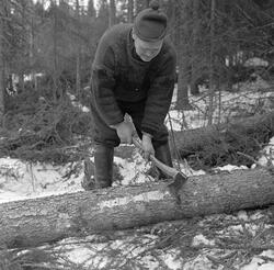 Skogsarbeider Helge Brenden fra Hernes i Elverum, fotografer