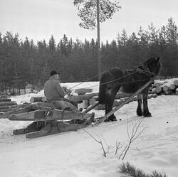 Jørgen Larsen, Hernes driver tømmerkjøring med geitrustning 