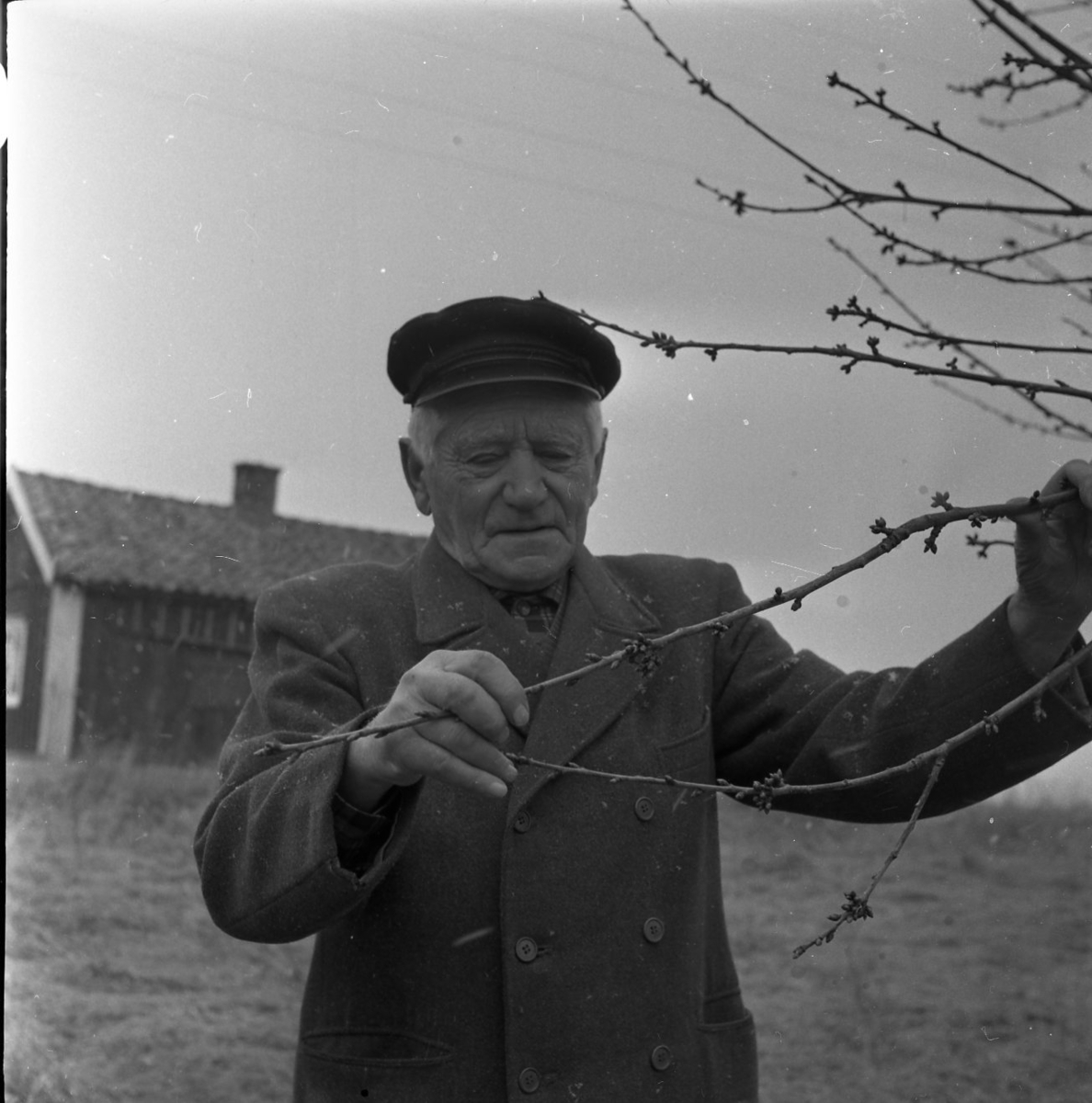 Ernst Stark med keps och dubbelknäppt rock håller i och tittar på en gren av ett fruktträd. En låg byggnad med vita knutar syns i bakgrunden.