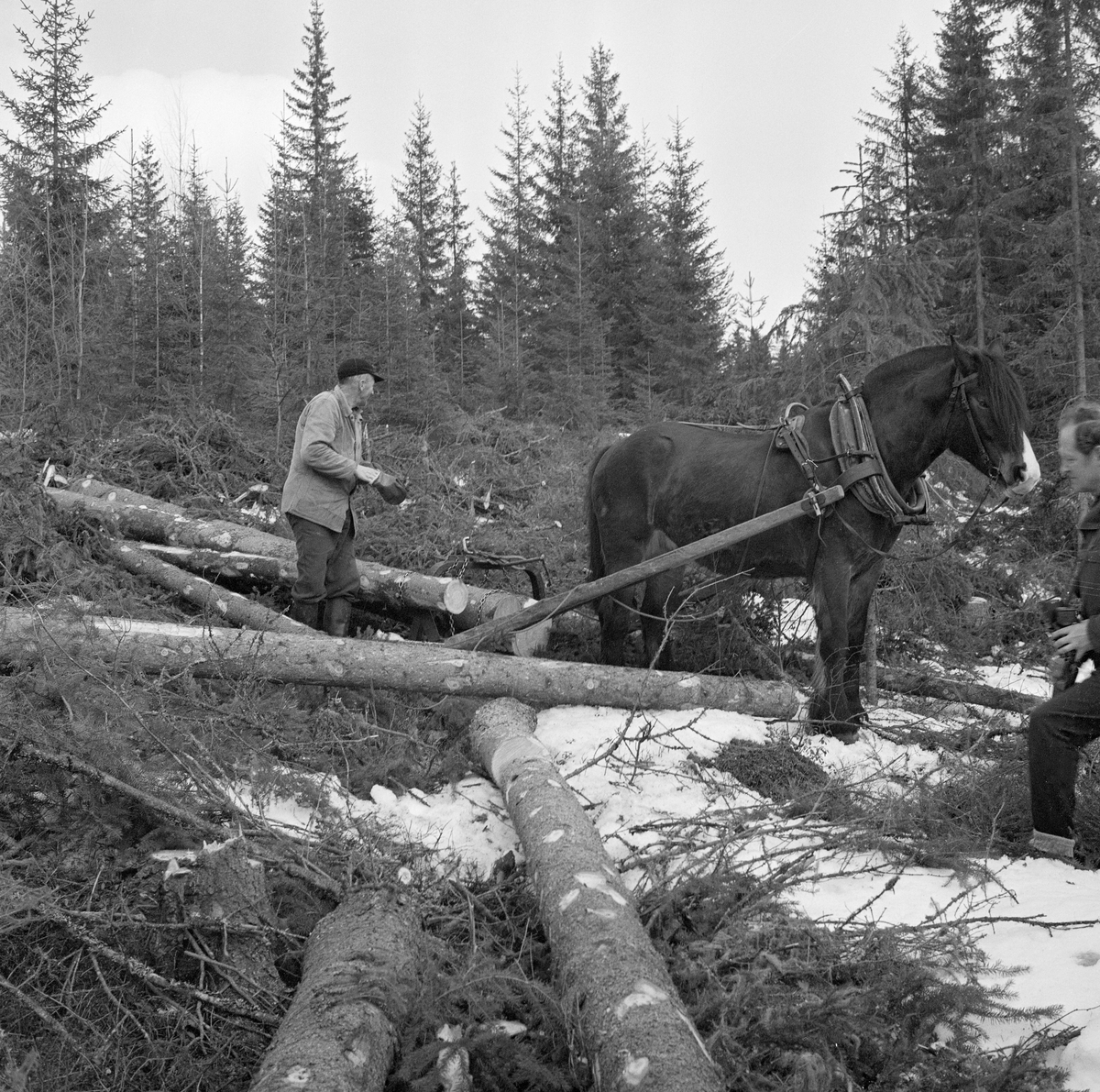 Jørgen Larsen (1919-1988) fra Hernes i Elverum (Hedmark) lunner tømmer med arbeidshesten «Blessen» på ei lita hogstflate i skogsområdet Stavåsen vinteren 1971. Lunninga dreide seg om å samle tømmeret på hogstteigene i «lunner» - hauger - som skulle ligge lett tilgjengelige ved tømmervegene som ble brukt når virket seinere skulle transporteres ut av skogen ved hjelp av sleder med større lastekapasitet. Under lunninga brukte Jørgen Larsen såkalt bøyledrag. Bøyledraget besto av dragarmer av tre med ei omvendt U-formet jernbøyle som «bank» (forbindelsesledd) mellom de bakre delene av trekkstengene.  Disse er beslått på undersida, slik at de fungerte som meier.  Jernbøyla var utstyrt med jernlenker (snarelenker) som stokkendene ble stroppet i, slik at det bare var bakendene som ble slept på bakken.  Bøyledraget ble vanlig i norsk skogbruk i åra etter 2. verdenskrig. Larsen var kledd i vadmelsbukser og vindjakke. Han hadde langskaftete gummistøvler på beina og skjoldlue på hodet.