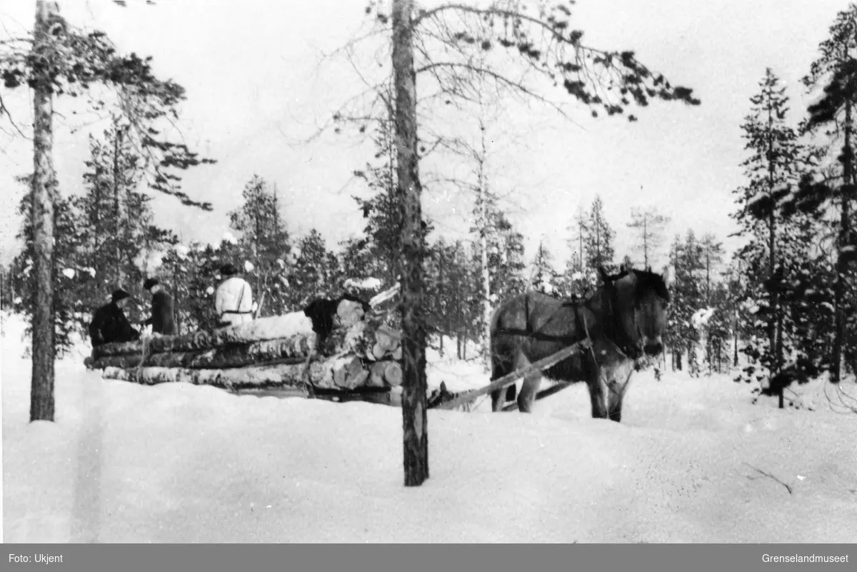 Tømmerkjøring med hest og slede i Pasvik. Norsk seletøy. 