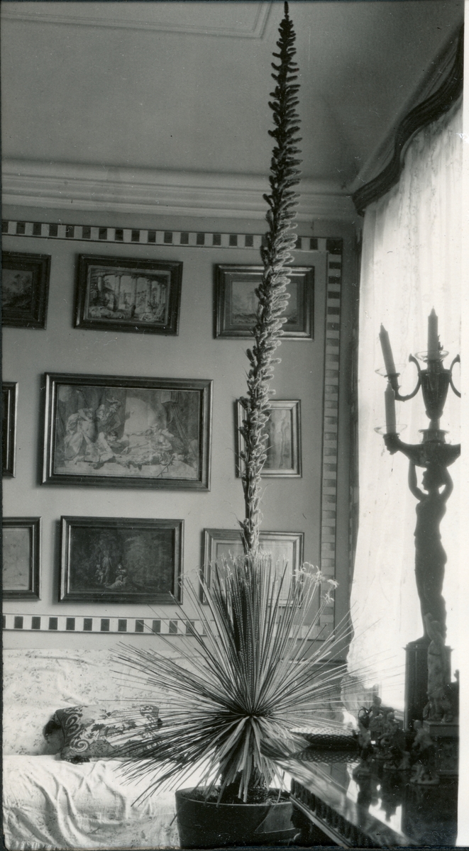 Interiør bilde med en plante i voldsom vekst, i Rødkabinettet på Bogstad gård(?). Fotografert 1927.