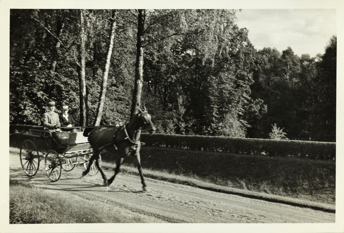 Hesten "Lord" trekker et hestekjøretøy med kusk i uniform og en passasjer. Fotografert september 1939.