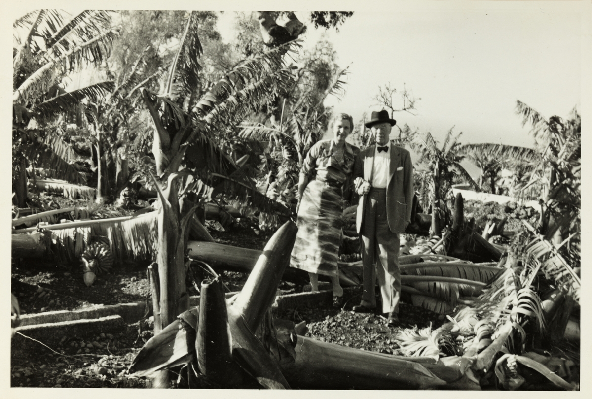 Westye Egeberg og hans søster Evelyn Løvenskiold i bananplantasje som er ødelagt etter storm. Antagelig fotografert på Madeira i 1953.