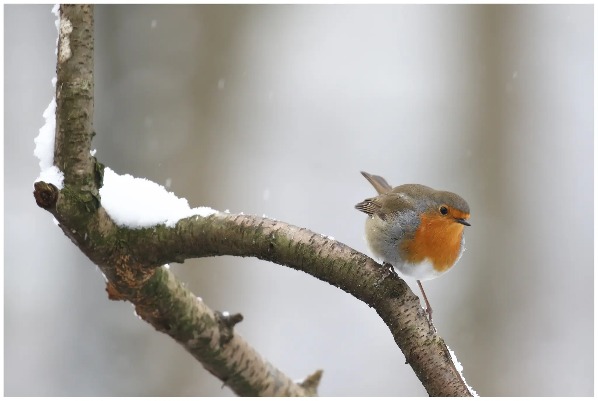 Rødstrupe Erithacus rubecula er en insektetende fugl som kan overleve vinteren i Norge. Foto: Martha de Jong-Lantink