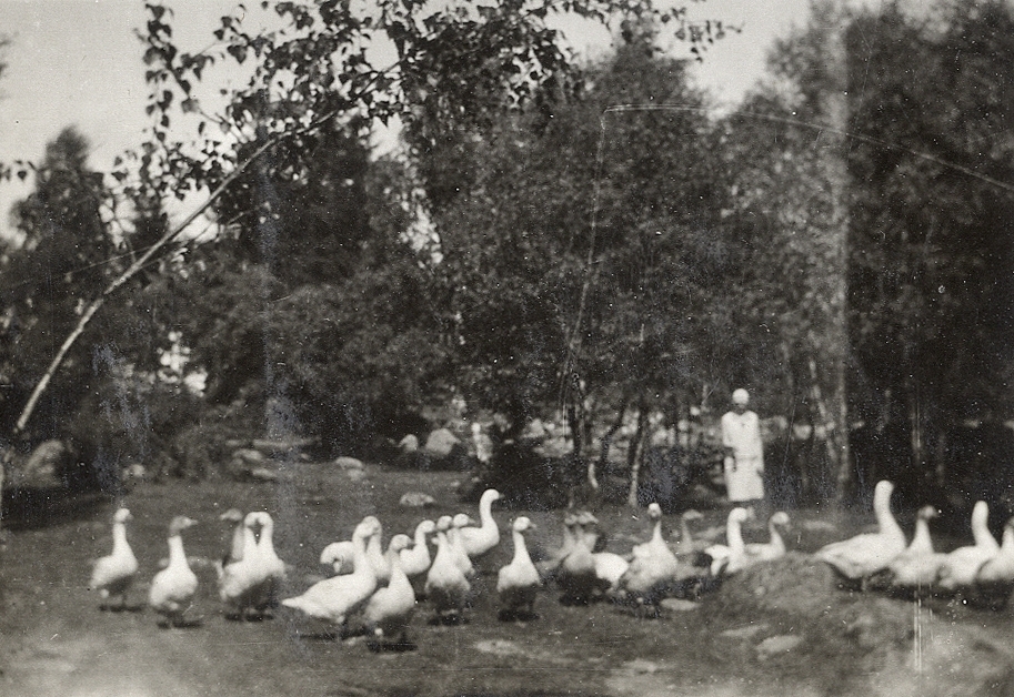 En flock med gäss. I bakgrunden syns en kvinna. 
Under fotot text: "Hällevik, 1929".