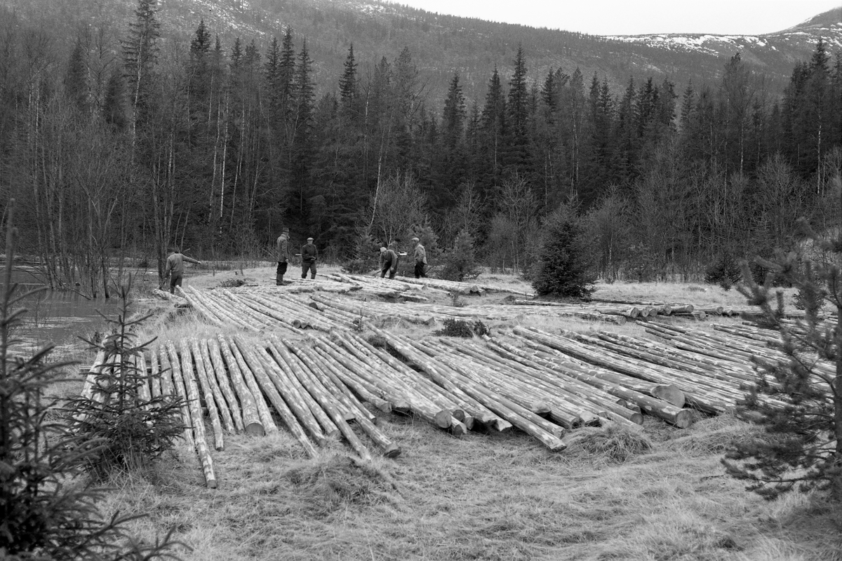 Tømmermåling på et engareal ved elva Nordre Tysla i Tylldalen i Tynset kommune i Nord-Østerdalen i 1961. Her hadde tømmerkjøreren lagt tømmeret i enkle floer eller flaker - med lengderetningen parallet med vassdragets strømretning. De enkle flakene var praktiske fordi de innebar at det var enkelt for målerne å besiktige og måle hver enkelt stokk. Deretter var det også forholdsvis enkelt å rulle stokkene ut i elveløpet. Her kan det se ut til at målingsarebeidet kom i gang i siste liten. Elva var flomstor og gikk ut over sine ordinære bredder. Det vikste for øvrig en del lauvskog langs elvebredden, noe som nok besværliggjorde utislagsarbeidet.
