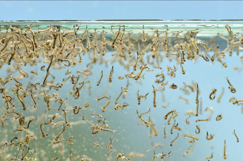 Foto av mygglarver som ligger rett under vannflaten