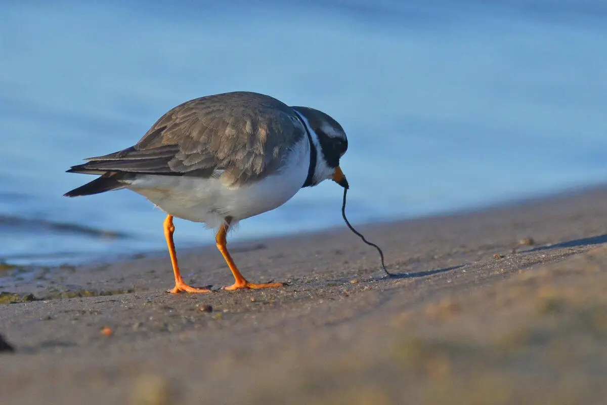 Foto av en sandlo som har funnet seg en børstemark i mudderet