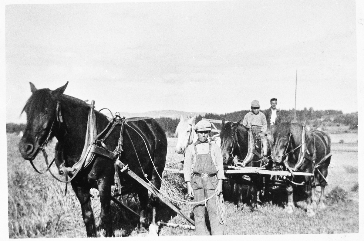 Skuronn på gården Lie, Østre Toten, 1932. Skjæring med sjølbinder som trekkes av tre hester, og med en hest som forspann. Reidar Holm (Holmlund?) kjører forspannet, en ukjent smågutt rir og hadde en pisk for å jage på hestene. Den tredje personen er ukjent.