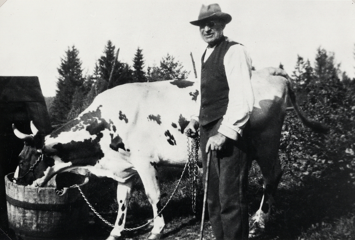 Torparen Karl Johansson vattnar sin sista ko på Karlshaga, en gång jordbruk under Växjö Östregård.
1930-tal.