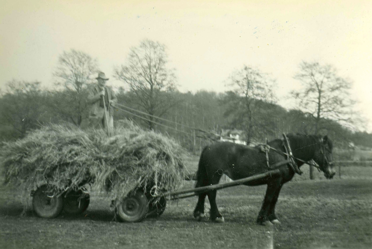 Erik Bengtsson (född i Dammkärr, Tulebo 1899 - död 1991 i Vommedal) kör hö med sin häst vid Heljered Sörgård "Skräddarns" cirka 1950. Han ägde och brukade gården tillsammans med hustrun Margit. Gården blev senare Heljereds förskola. I bakgrunden ses Tollered/Ekansås.