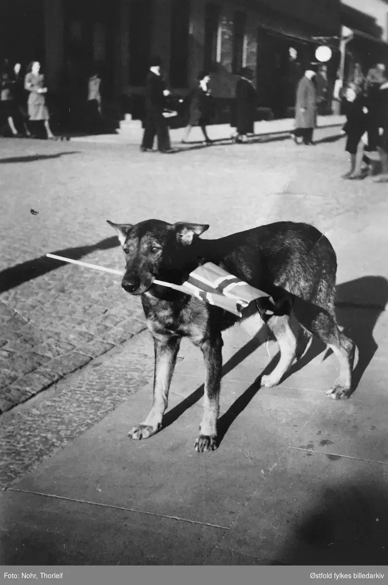 Frigjøringsdagene i Halden i mai 1945, etter andre verdenskrig. Hund med norsk flagg.