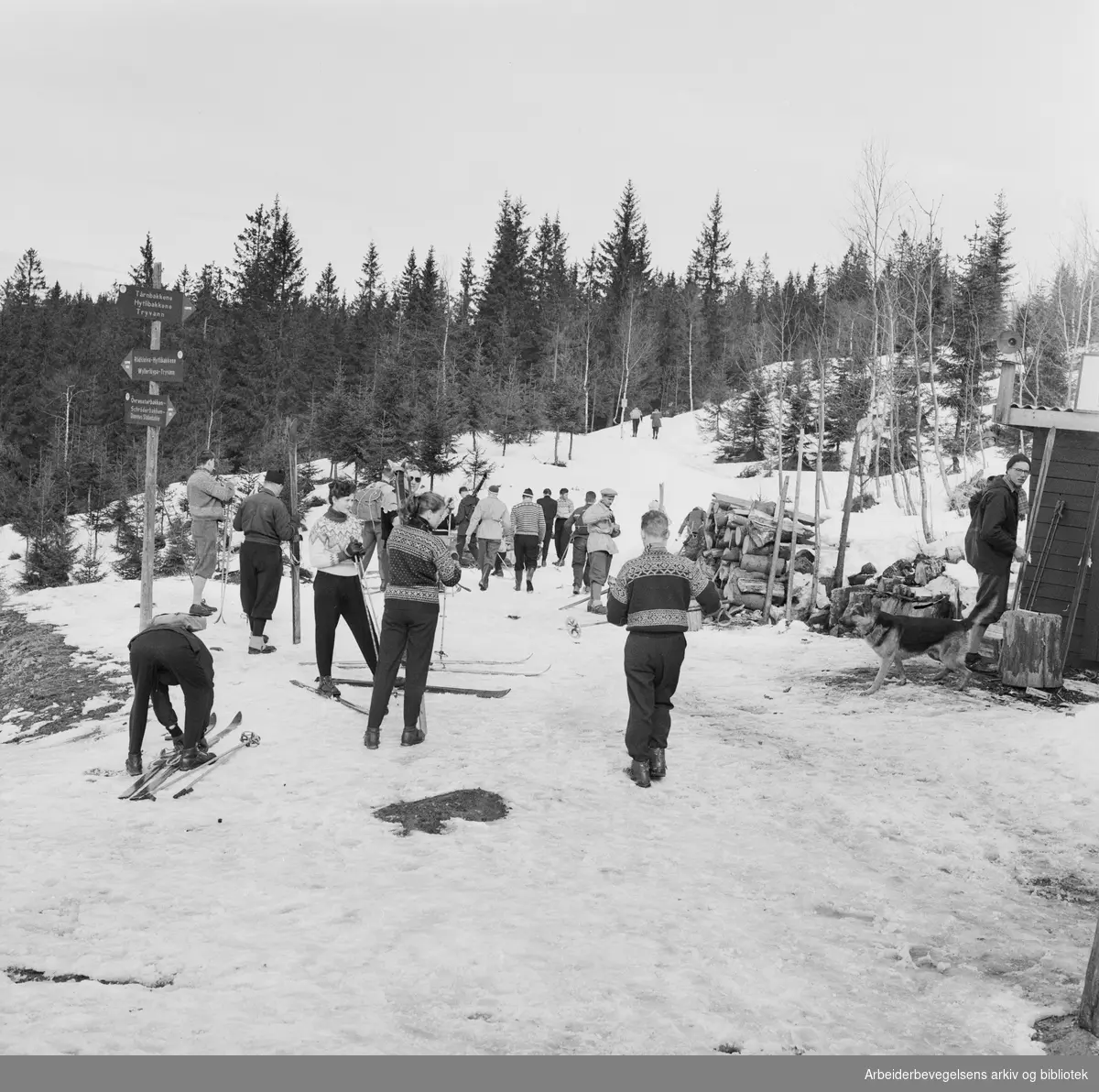 Sesongens siste skitur. Nordmarka i Oslo. April 1958.