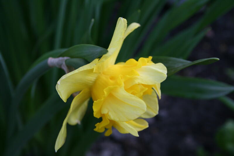 GH 2006 06 Narcissus 'Dick Wilden' (Foto/Photo)