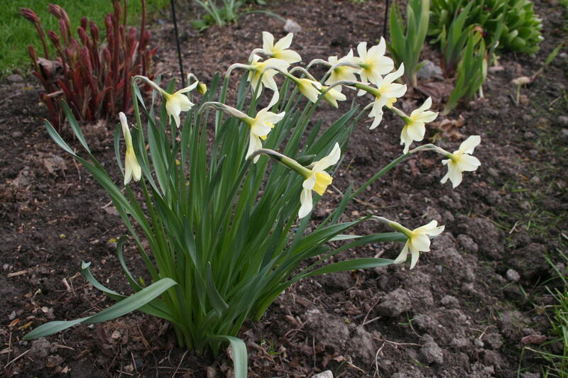 GH 2006 04 Narcissus 'Mrs. Langtry' (Foto/Photo)