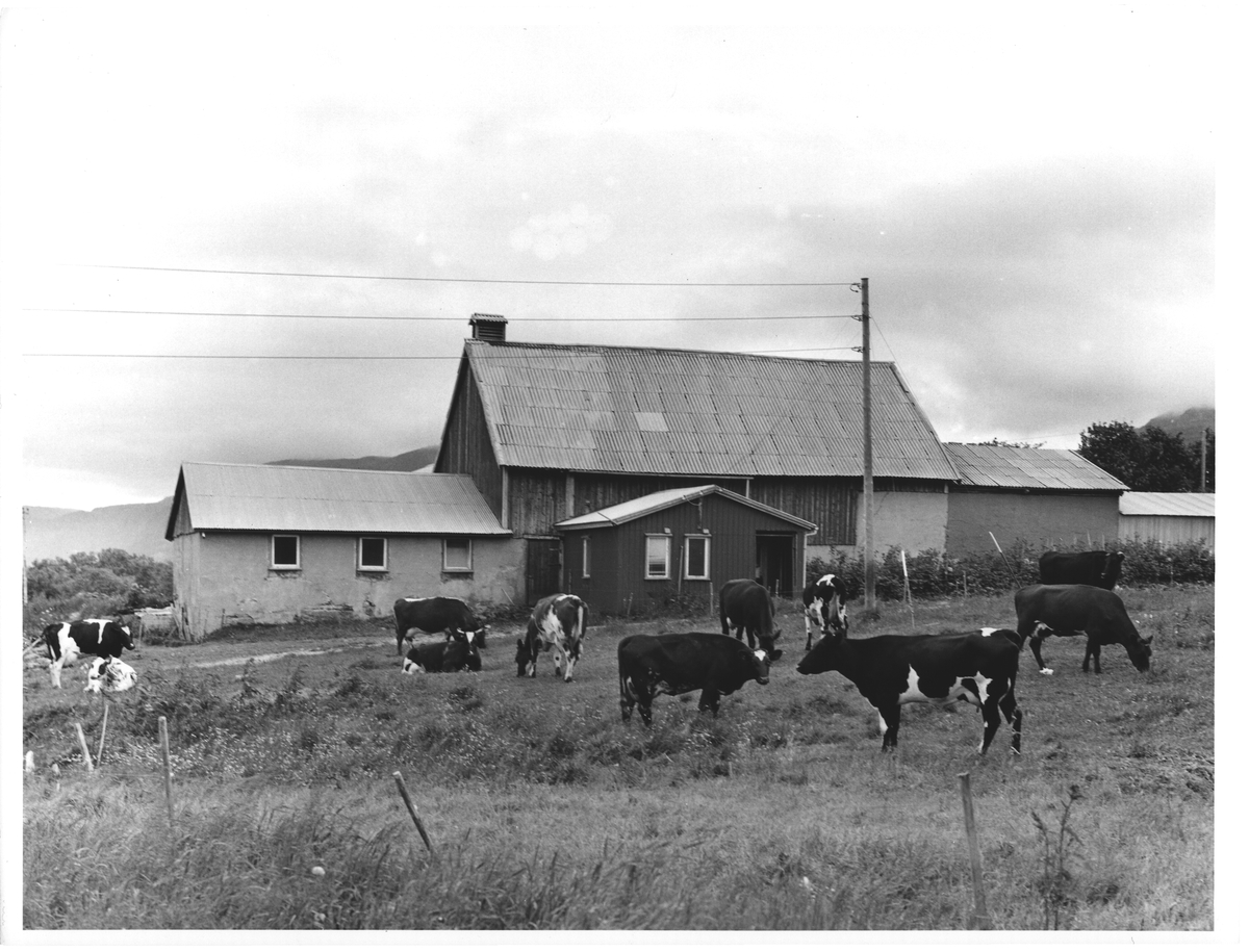Kyr v gård, mindre Torget (Øya Torget v Brønnøysund)
