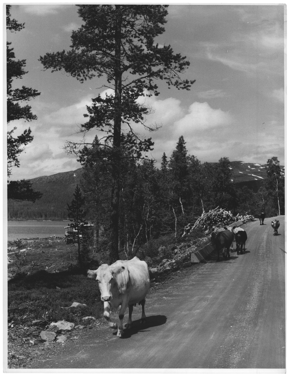 Trafikkultur ved Tunnsjøen Nord Trøndelag