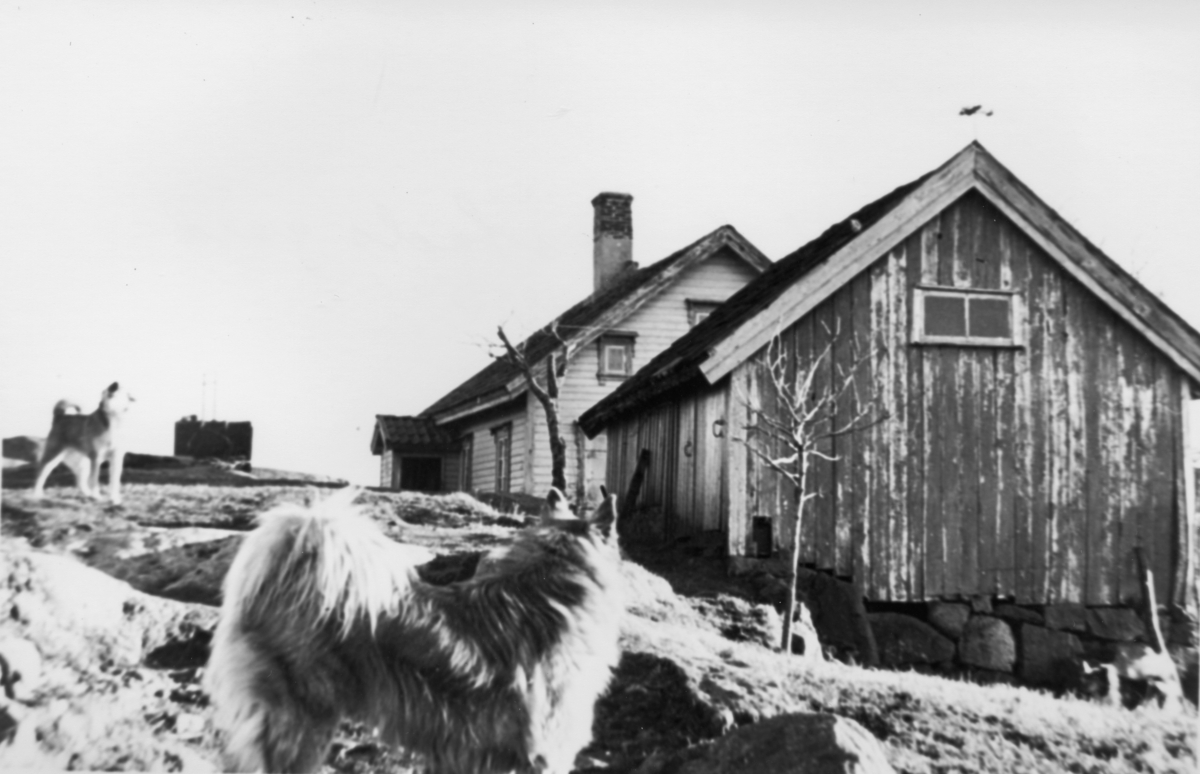Adolf Laupstads gård på Åse, ca. 1950.