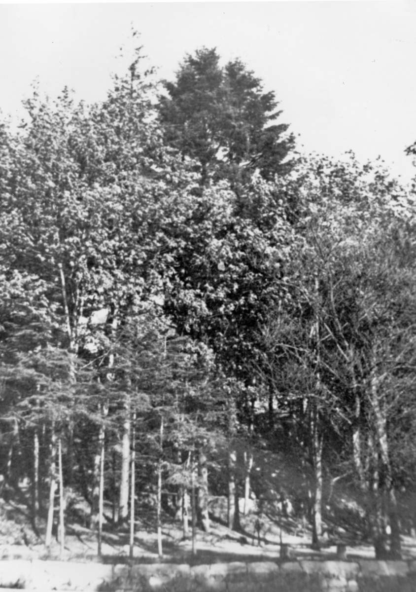 30 m. høye grantrær ved Elverhøy, ca. 1950.
